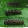 arg adippe larva3 volg